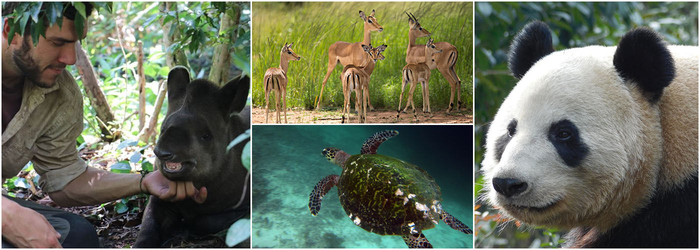 Animal Conservation Work | The Great Projects