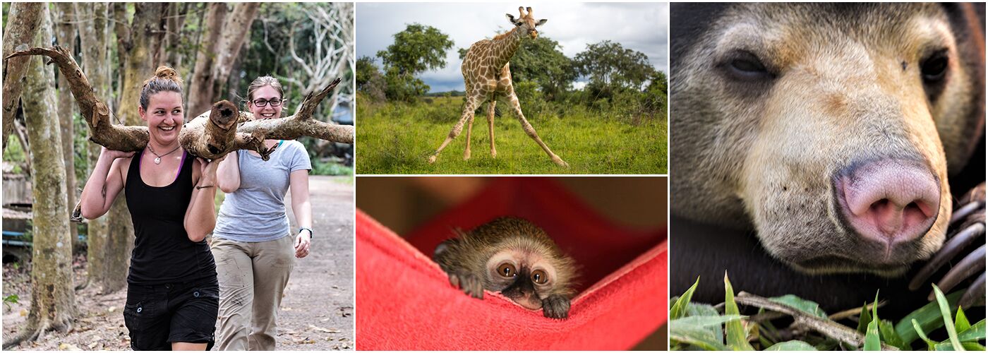 Animal Conservation Volunteering The Great Projects