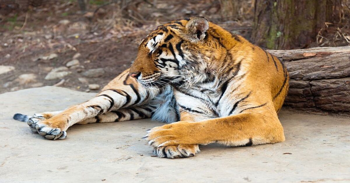 Most Endangered Animals The Top 5 The Great Projects