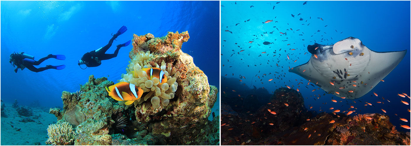 Marine Biology Volunteer | The Great Projects
