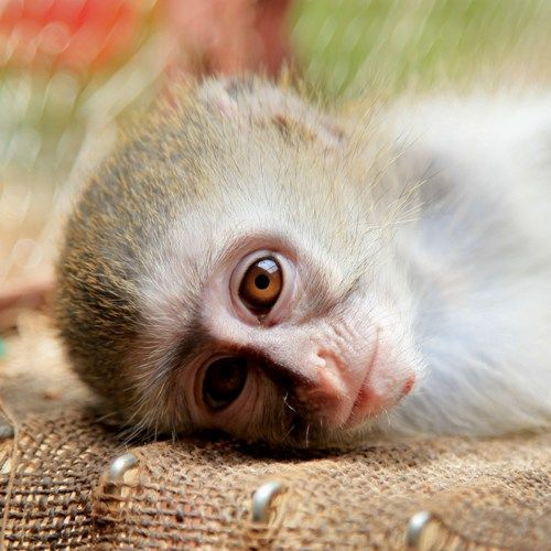 Lilongwe Wildlife Centre