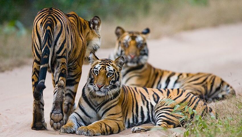 Tiger Species are becoming endangered | The Great Projects
