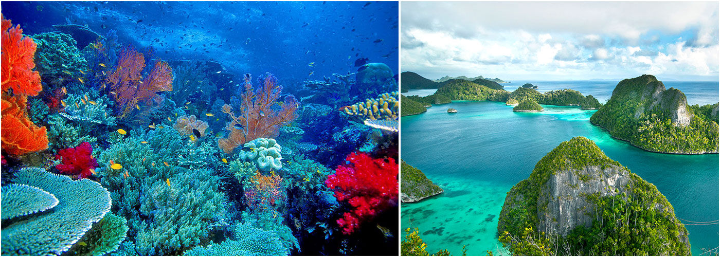 Marine Conservation Holidays | The Great Projects