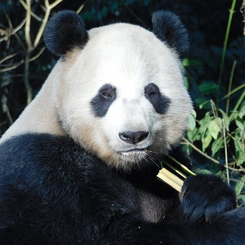 Panda Volunteer Experience in China