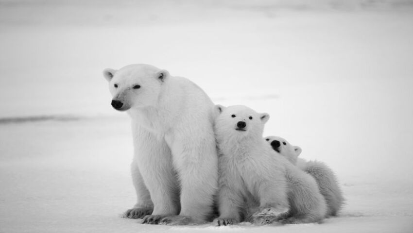 Our List Of The Top 8 Animal Family Photos The Great