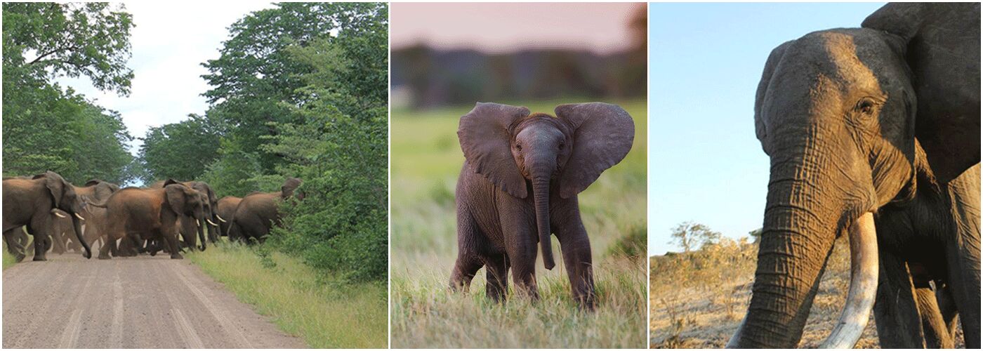 Volunteer At An Elephant Sanctuary In Africa | The Great ...