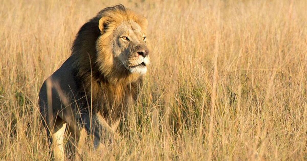 Xanda, Son Of Cecil The Lion, Shot Dead The Great Projects Xanda, Son Of Cecil The Lion, Shot Dead The Great Projects