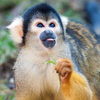 Amazon Conservation Project Peru