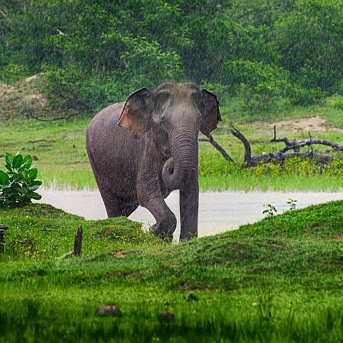 The Great Elephant Project