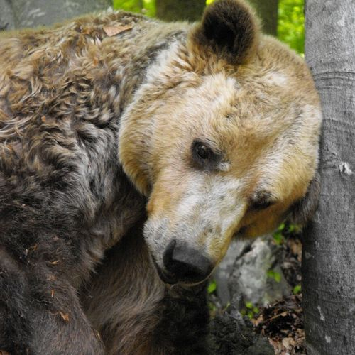 Romanian Bear Sanctuary
