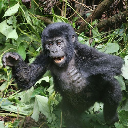 The Great Gorilla Project