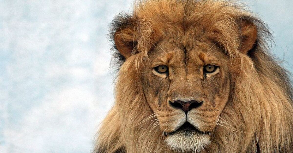 The Plight of the Lion The Great Projects The Plight of the Lion The Great Projects