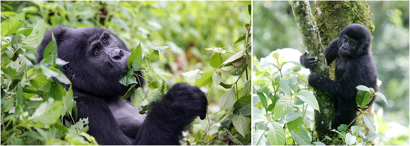 Gorilla Tours With The Great Projects The Great Projects