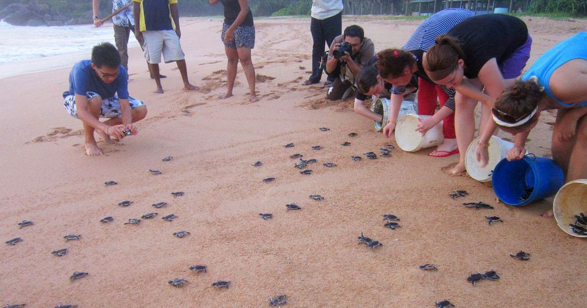 Sea Turtle Conservation in Sri Lanka | The Great Projects