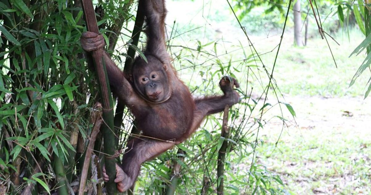 Lumini Succes La Scară Largă 3 Orangutans 1 Blender Salon1016 Org