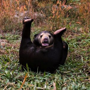 Laos Wildlife Sanctuary