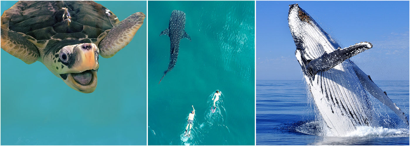 Marine Conservation Holidays | The Great Projects