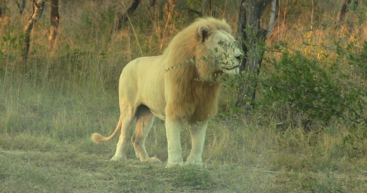 A Pride of White Lions Are Living in the wild! The Great