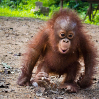 Be an Orangutan Sanctuary Volunteer
