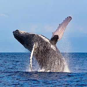 The Great Whale Project