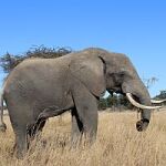 Rhino and Elephant Conservation Project
