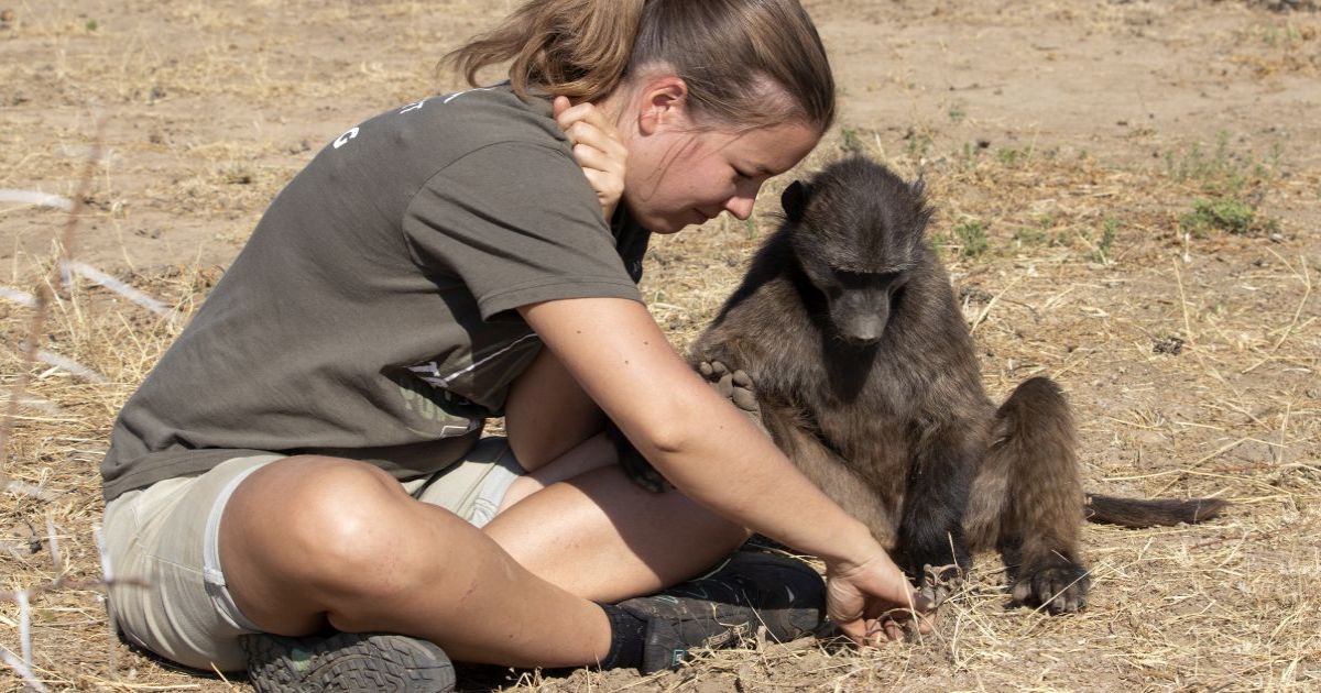Volunteer At The Namibia Wildlife Sanctuary The Great Projects