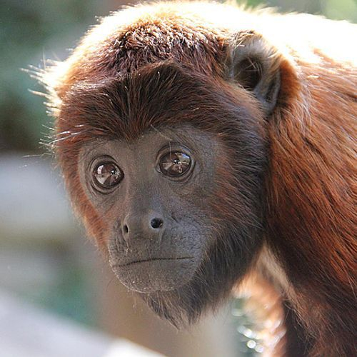 Bolivia Wildlife Sanctuary