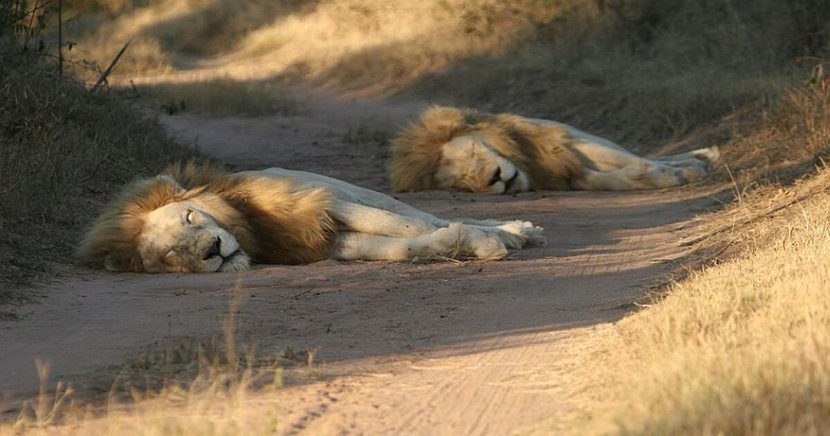 White Lion Conservation Efforts in South Africa The White Lion Conservation Efforts in South Africa The