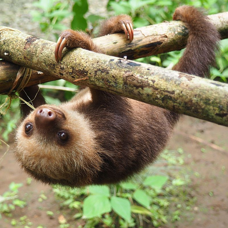 Sloth Conservation And Wildlife Experience