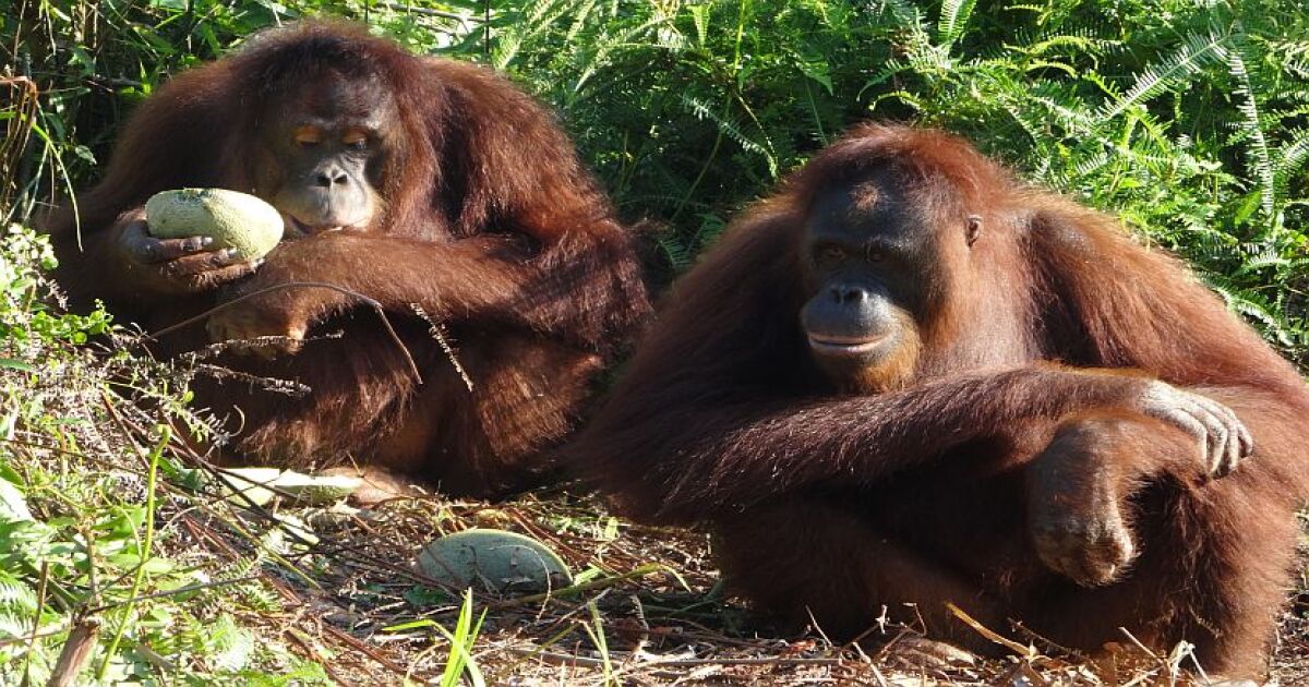 25 Orangutans Released Back Into The Wild The Great Projects
