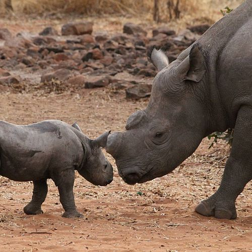 Victoria Falls Conservation Experience