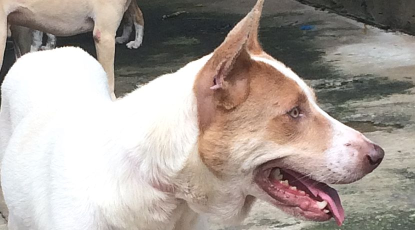 Dogs Mountain, Philippines The Great Projects