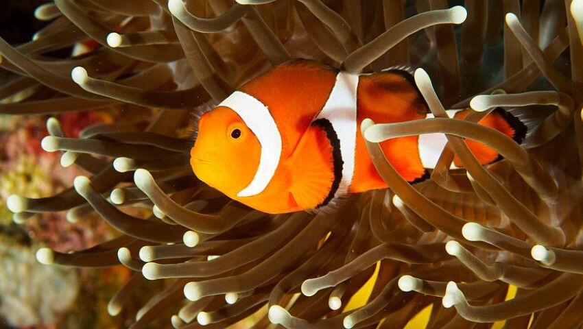 The Illegal Exotic Pet Trade | The Great Projects