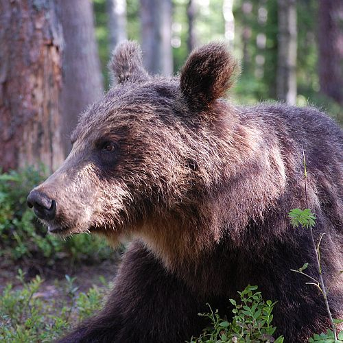 Nordic Wilderness Adventure Tour