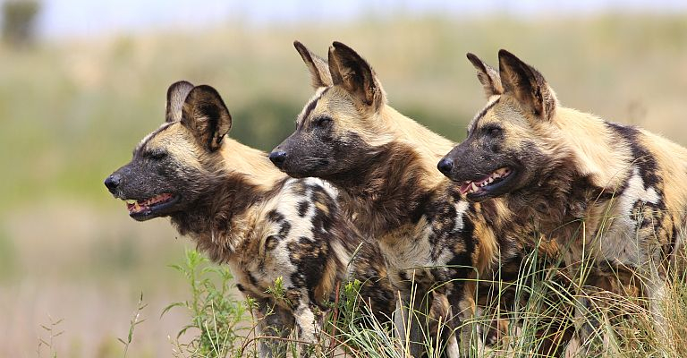 Volunteer in Namibia | The Great Projects