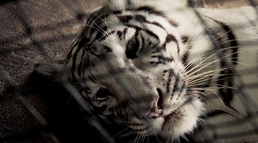 Exotic Pet Trade | The Great Projects