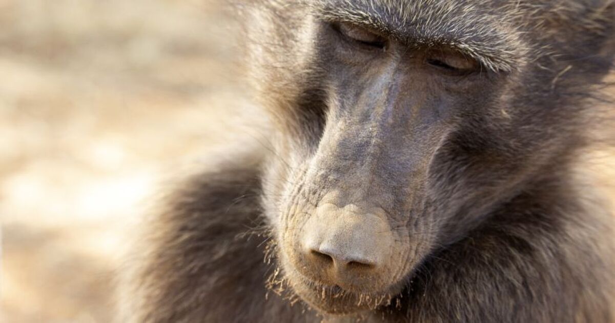 Shrinky S Story Namibia Wildlife Sanctuary The Great Projects