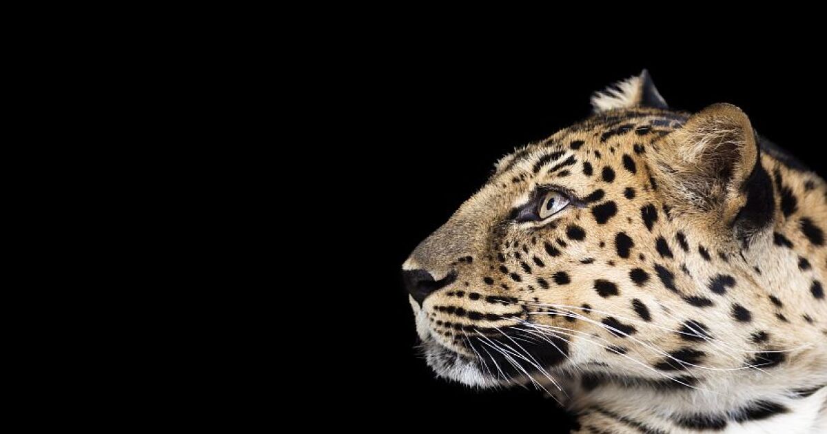 16 Endangered Animals A Timeline The Great Projects