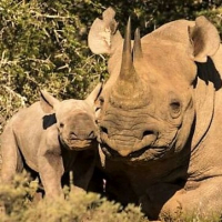 NEWS: New Baby Rhino Discovered On The Shamwari Conservation Experience!