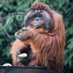 The Great Orangutan Project