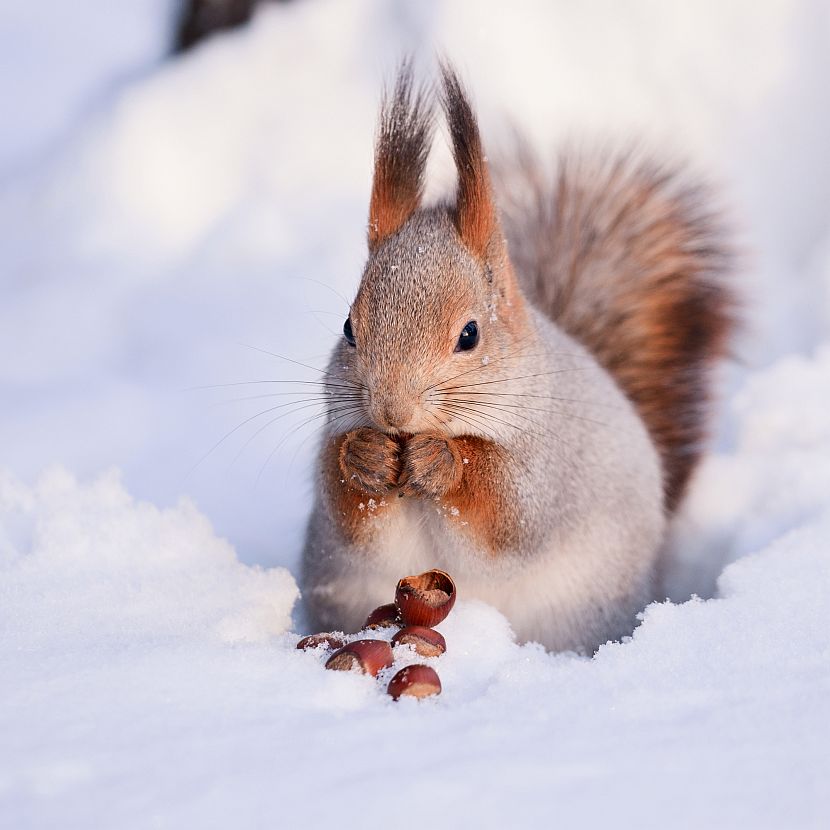 The Best Winter Animal Photos The Great Projects