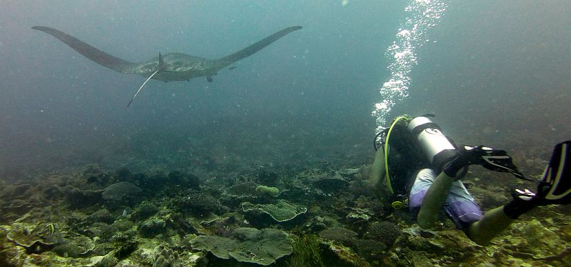 Marine Conservation in Raja Ampat The Great Projects