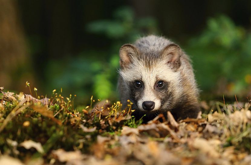 Learn More About Raccoon Dogs The Great Projects